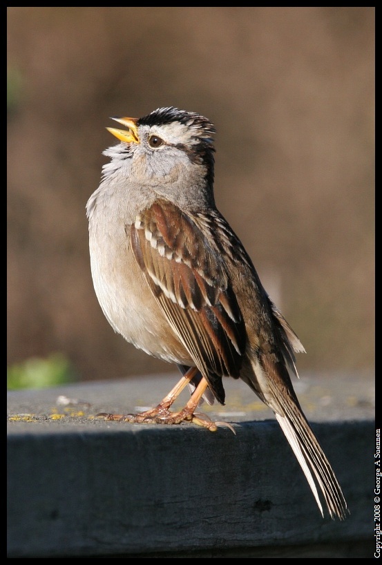0215-100106-03.jpg - White-crowned Sparrow