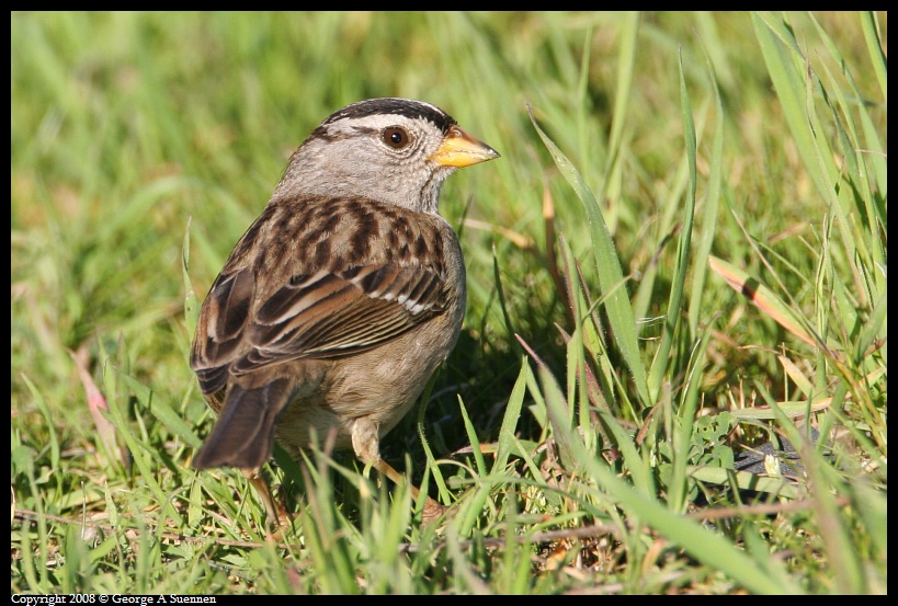 0215-100436-02.jpg - White-crowned Sparrow
