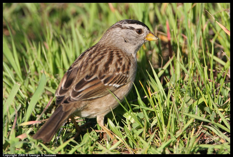 0215-100514-01.jpg - White-crowned Sparrow