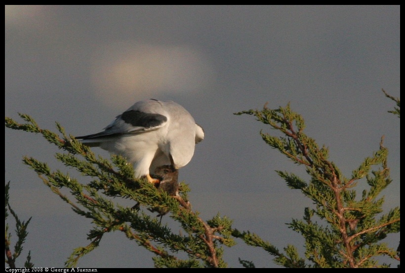 0216-173832-01.jpg - White-tailed Kite