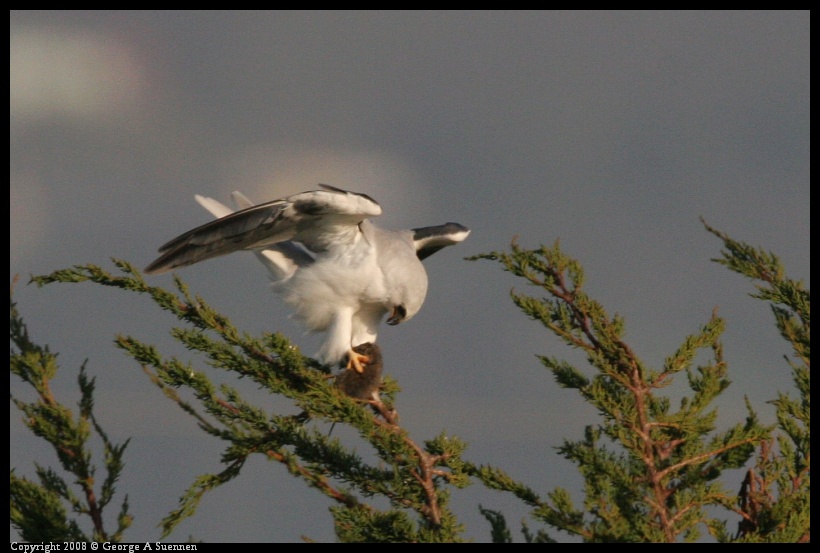 0216-173833-02.jpg - White-tailed Kite