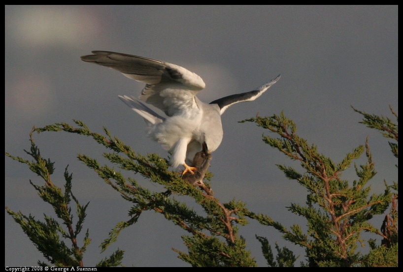 0216-173834-03.jpg - White-tailed Kite
