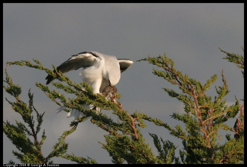 0216-173905-01.jpg - White-tailed Kite