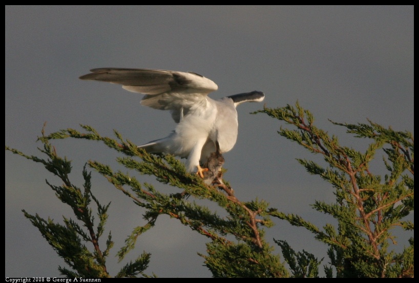 0216-173925-01.jpg - White-tailed Kite