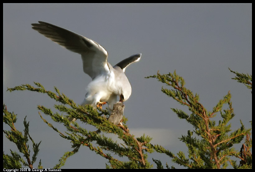 0216-174013-01-ps.jpg - White-tailed Kite