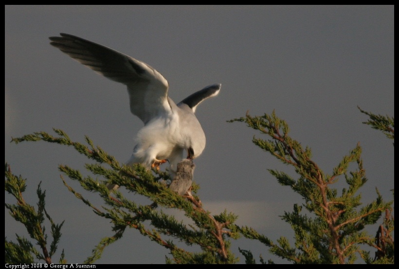 0216-174013-01.jpg - White-tailed Kite