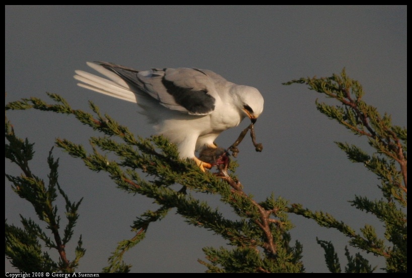 0216-174243-01.jpg - White-tailed Kite