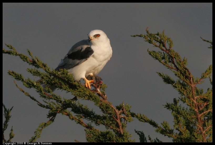 0216-174311-02.jpg - White-tailed Kite