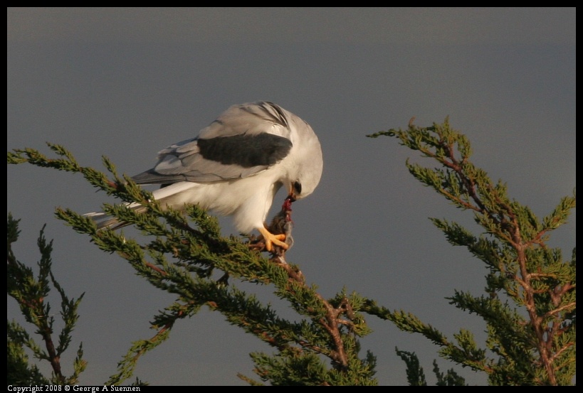 0216-174317-01.jpg - White-tailed Kite