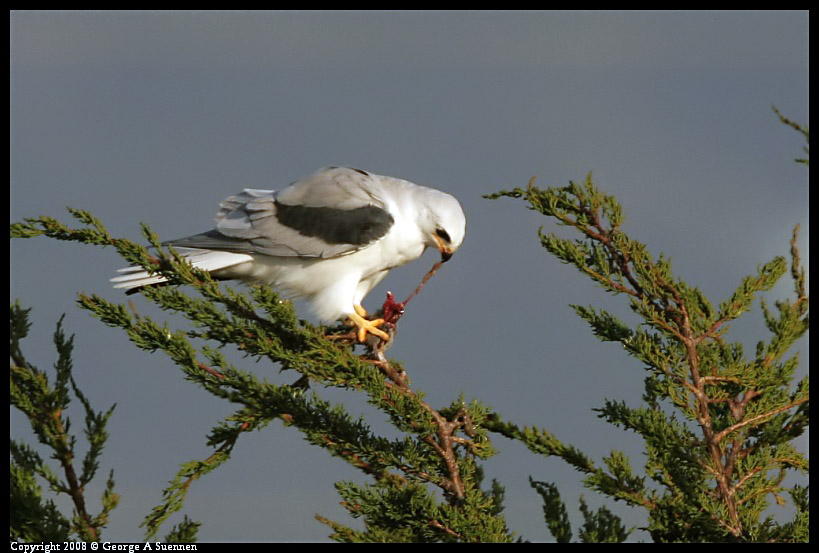 0216-174319-01-ps.jpg - White-tailed Kite