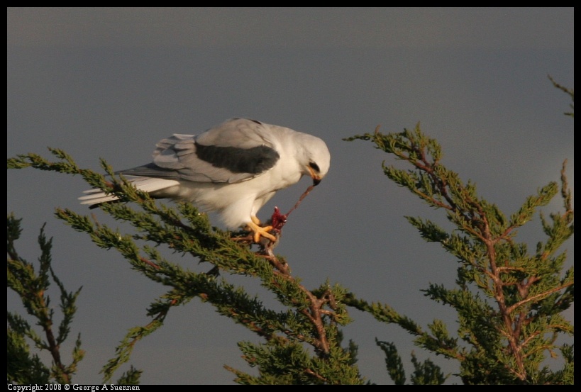 0216-174319-01.jpg - White-tailed Kite