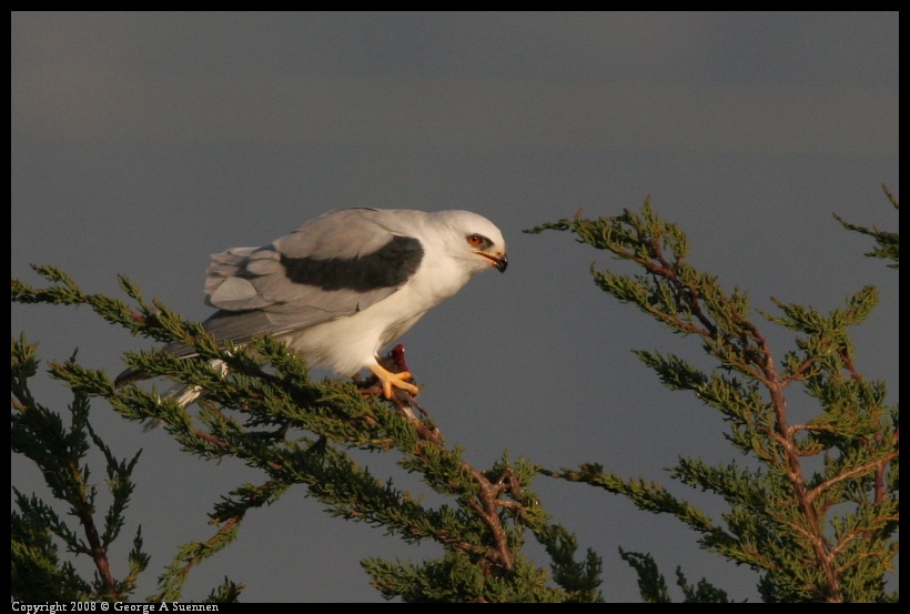 0216-174351-03.jpg - White-tailed Kite