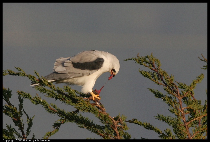 0216-174356-01.jpg - White-tailed Kite
