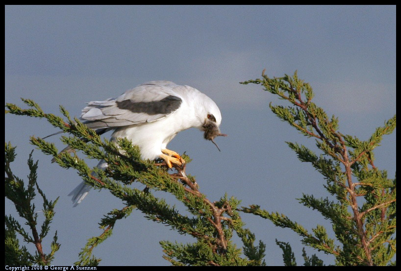 0216-174417-01.jpg - White-tailed Kite