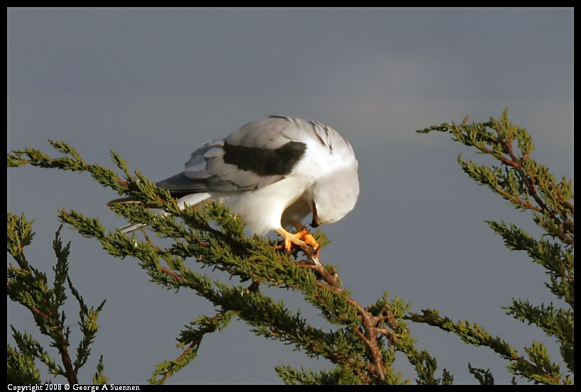 0216-174433-01-ps.jpg - White-tailed Kite