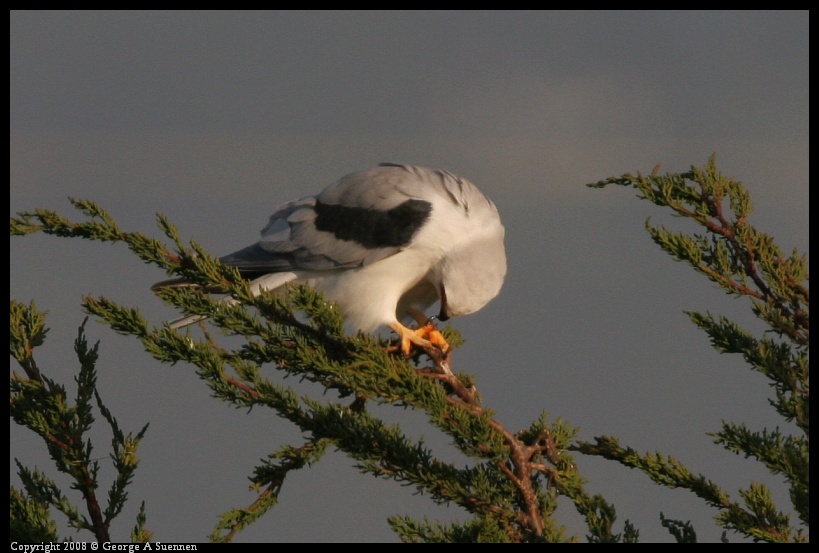 0216-174433-01.jpg - White-tailed Kite