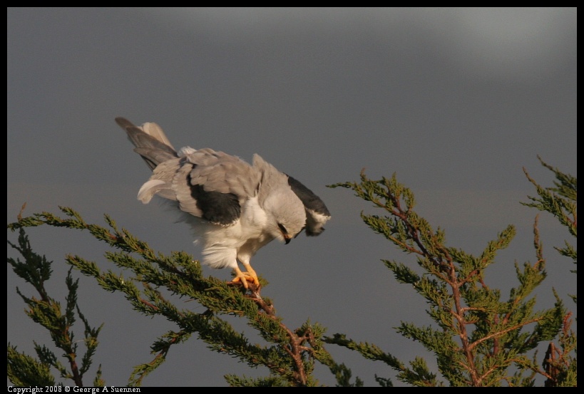0216-174521-01.jpg - White-tailed Kite