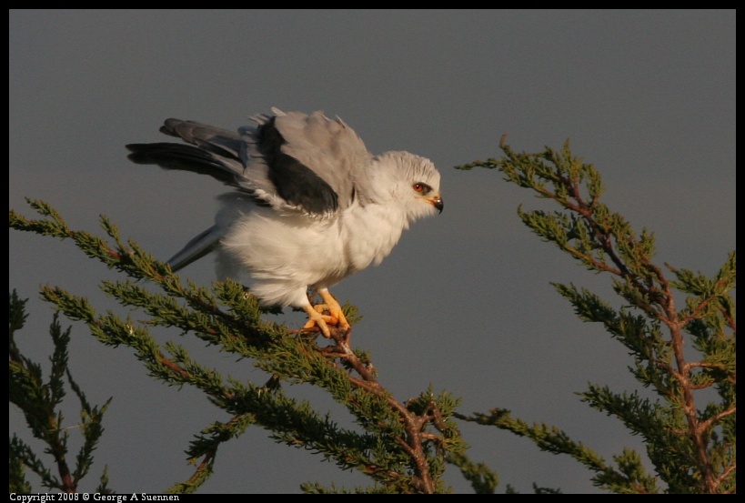 0216-174521-03.jpg - White-tailed Kite