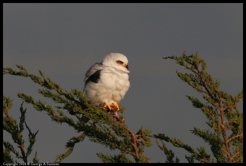 0216-174641-01.jpg - White-tailed Kite