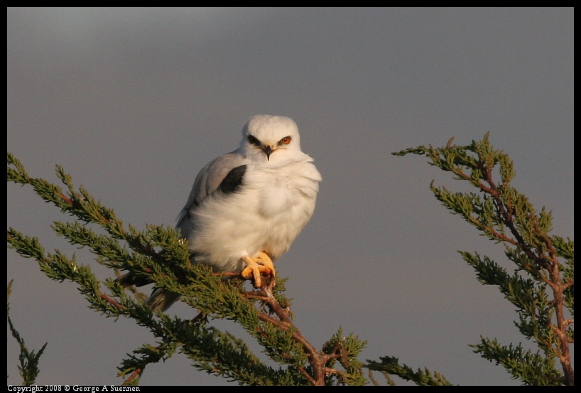 0216-175659-01.jpg - White-tailed Kite