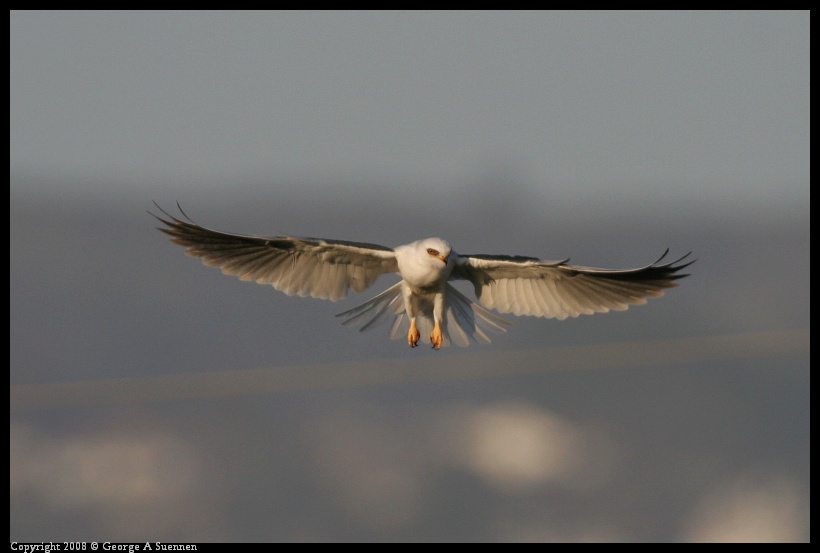 0216-180202-01.jpg - White-tailed Kite