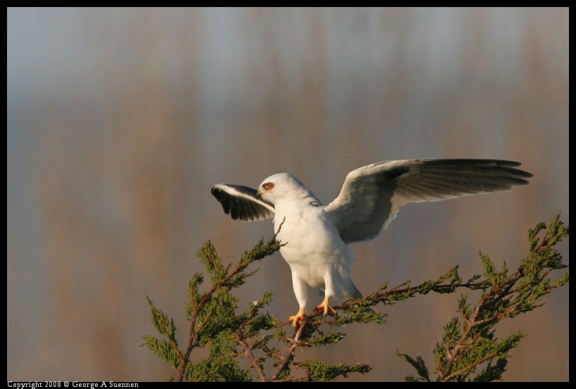 0216-180231-01.jpg - White-tailed Kite