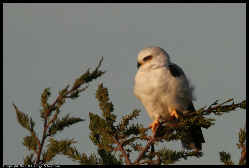 0216-180547-02.jpg - White-tailed Kite