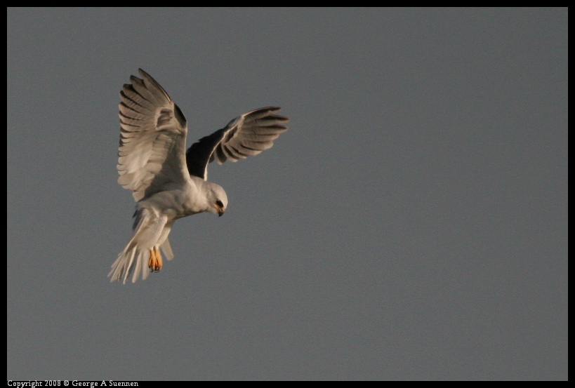 0216-172530-03.jpg - White-tailed Kite