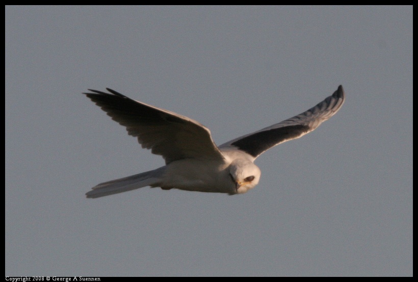 0216-172740-01.jpg - White-tailed Kite