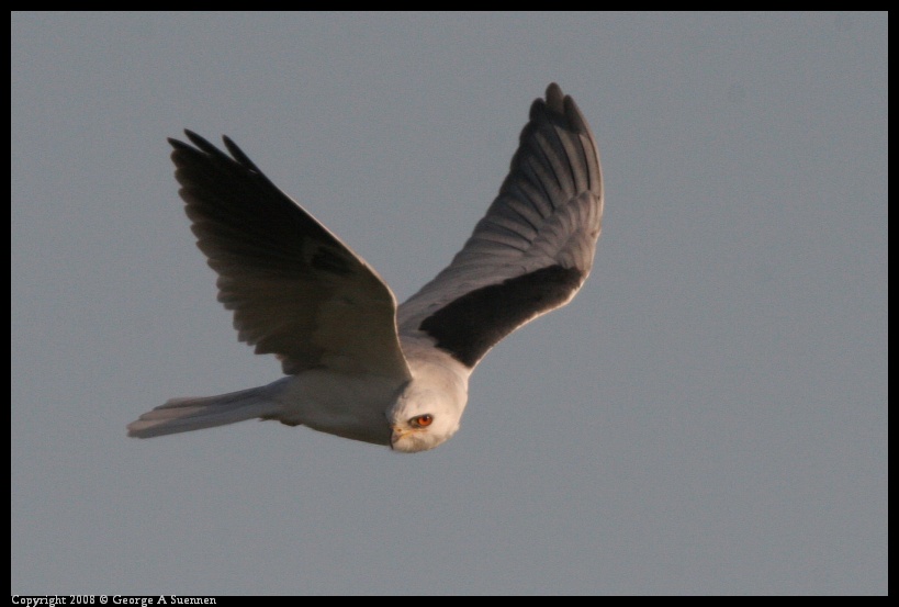 0216-172741-01.jpg - White-tailed Kite