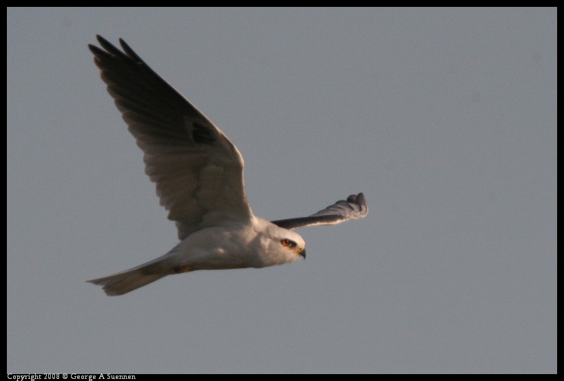 0216-172741-03.jpg - White-tailed Kite