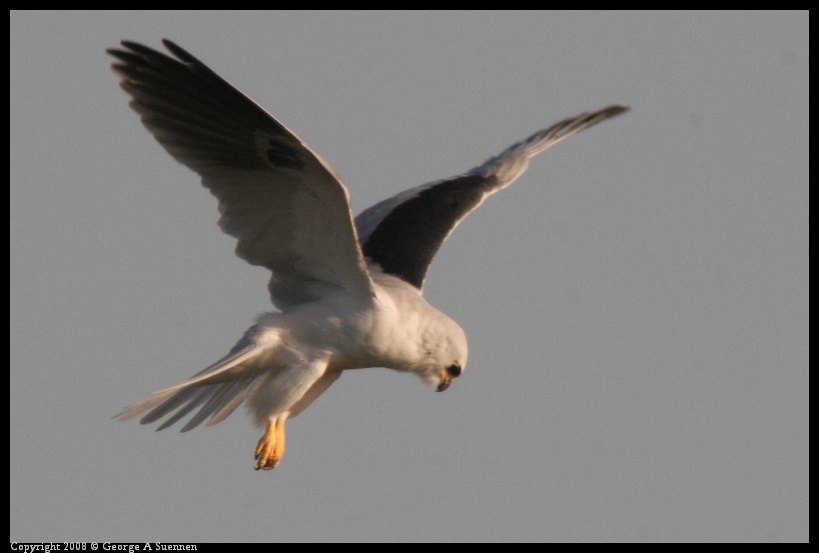 0216-172831-01.jpg - White-tailed Kite