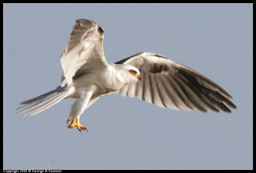 0216-172848-01-ps.jpg - White-tailed Kite