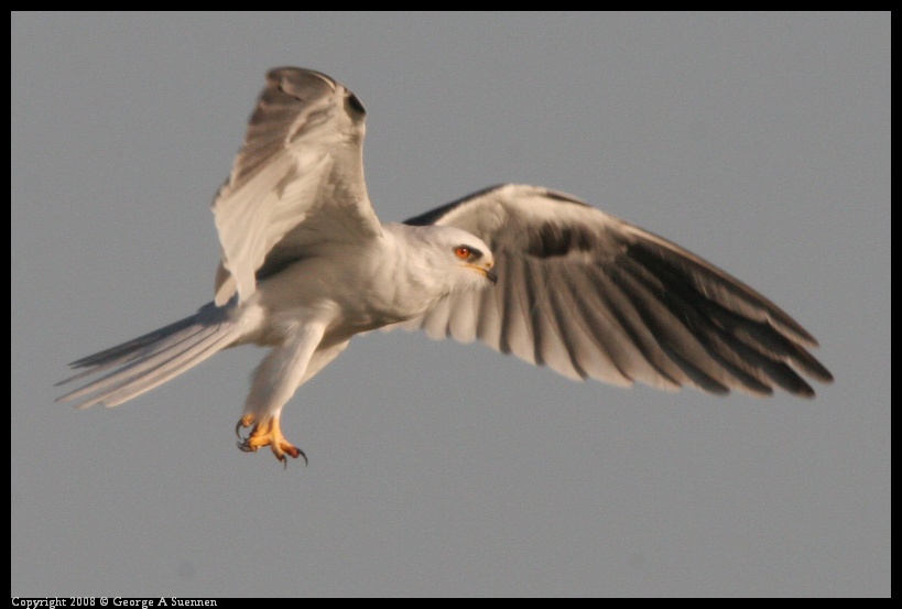 0216-172848-01.jpg - White-tailed Kite