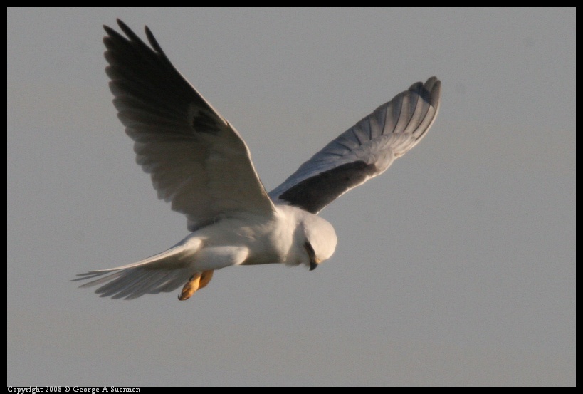 0216-172903-02.jpg - White-tailed Kite