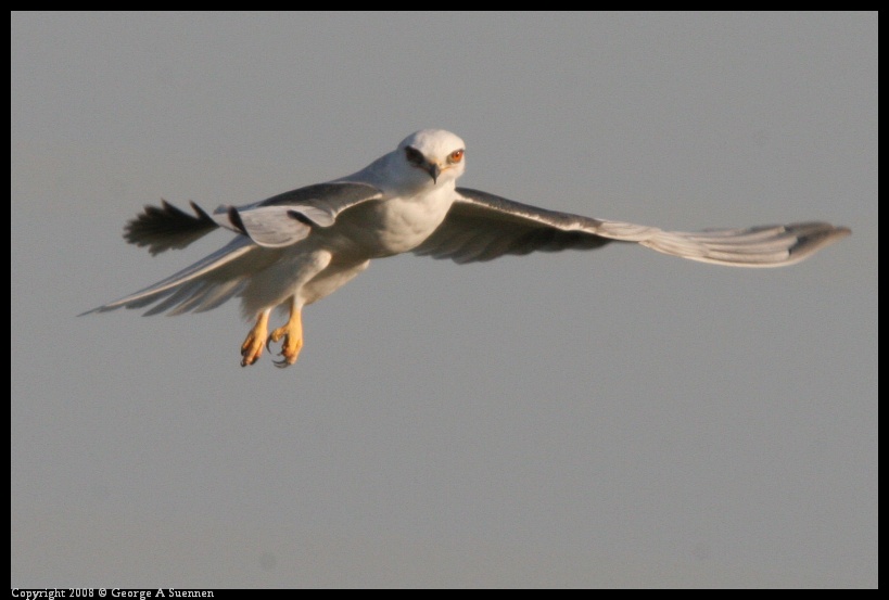 0216-172907-02.jpg - White-tailed Kite
