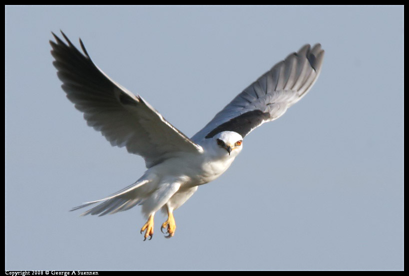 0216-172907-04-ps.jpg - White-tailed Kite