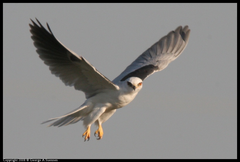 0216-172907-04.jpg - White-tailed Kite