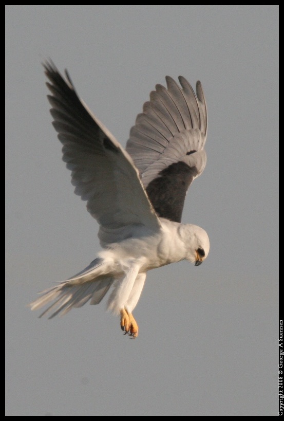 0216-172921-02.jpg - White-tailed Kite