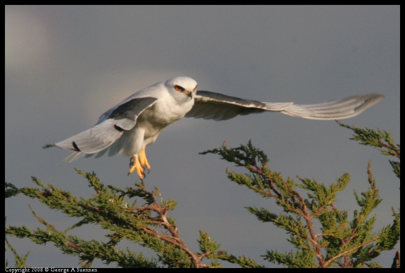 0216-173411-01.jpg - White-tailed Kite