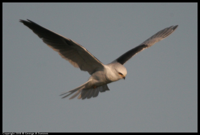 0216-173457-01.jpg - White-tailed Kite