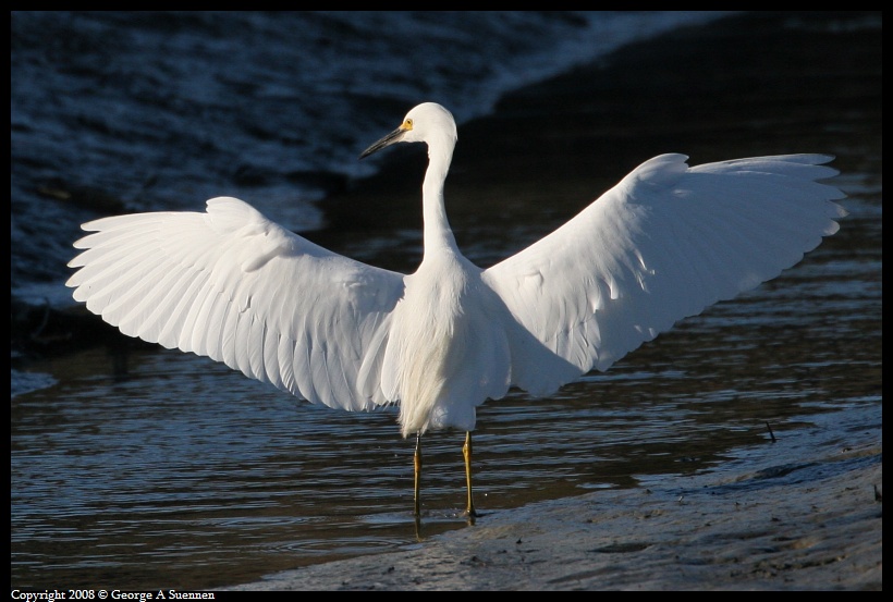 0302-171645-01.jpg - Snowy Egret