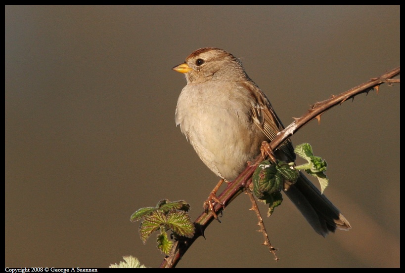 0302-175957-02.jpg - White-crowned Sparrow