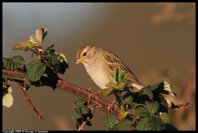 0302-180004-02.jpg - White-crowned Sparrow