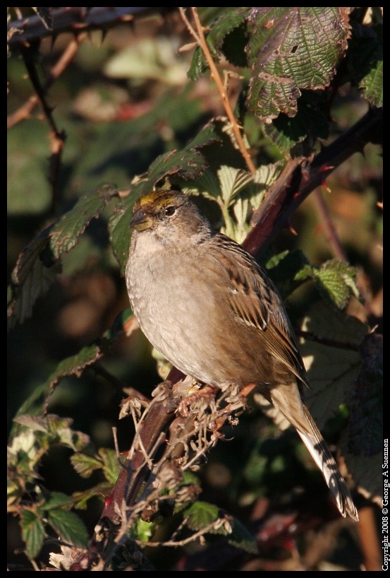 0302-180041-02.jpg - Golden-crowned Sparrow