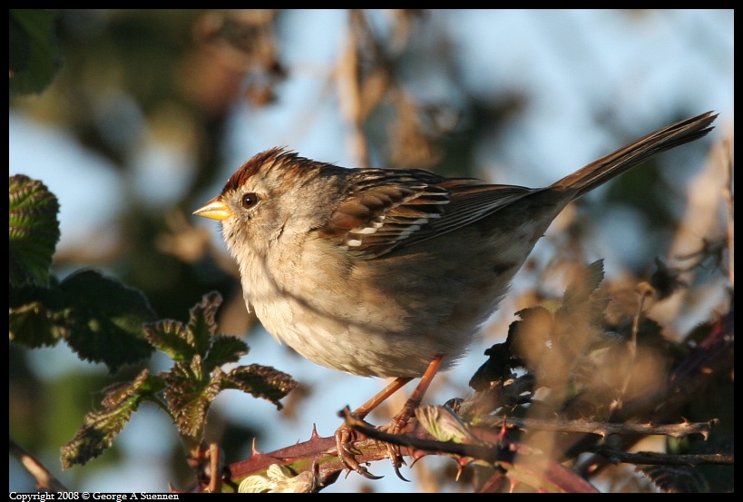 0302-180237-01.jpg - White-crowned Sparrow