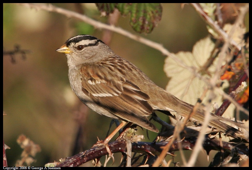 0302-180748-01.jpg - White-crowned Sparrow