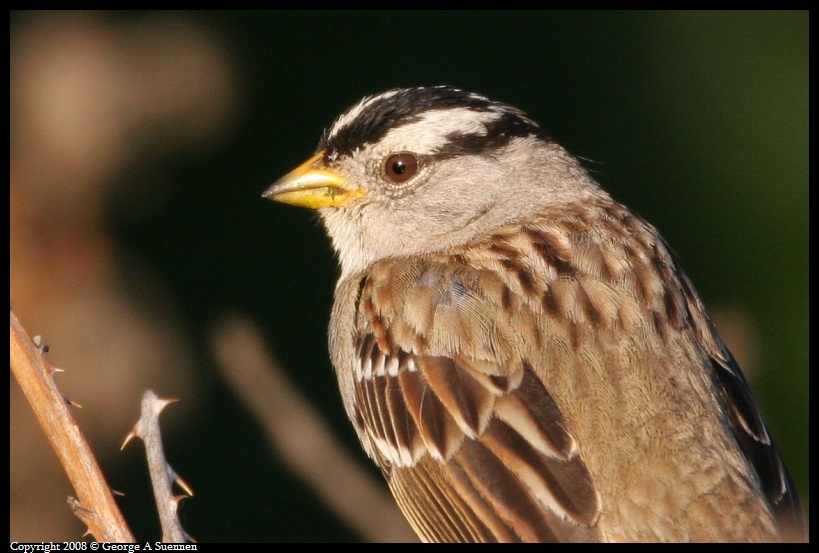 0302-180841-02.jpg - White-crowned Sparrow