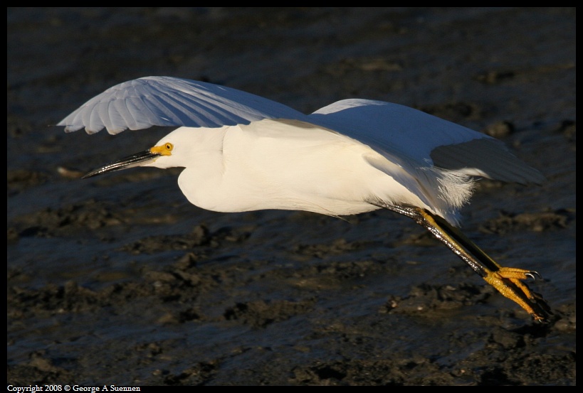0302-181534-01.jpg - Snowy Egret