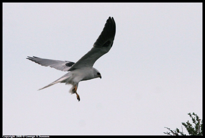0310-171644-02-ps.jpg - White-tailed Kite